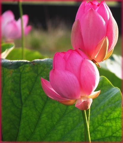Lotus(荷花)
